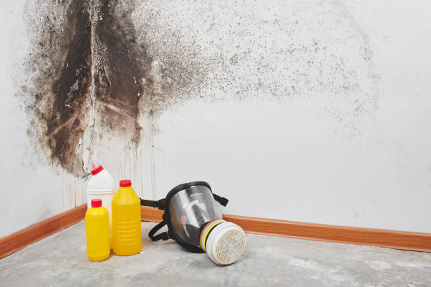 Home Mold Removal in Far Hills, NJ