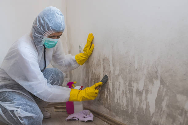Best Commercial Mold Removal  in Far Hills, NJ