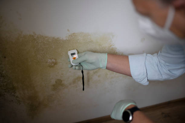 Best Mold Damage Repair  in Far Hills, NJ