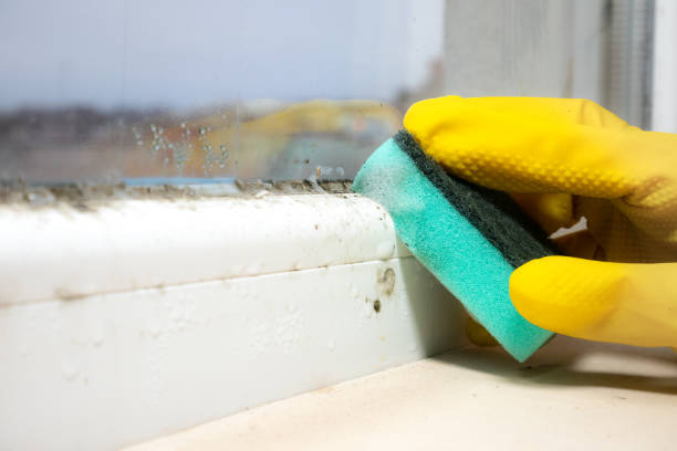 Best Same-Day Mold Removal  in Far Hills, NJ