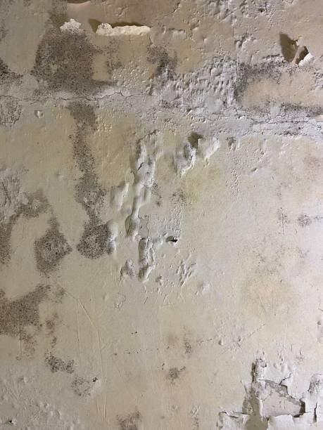 Best Mold Remediation Experts  in Far Hills, NJ