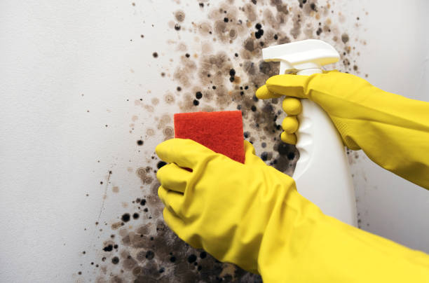 Best Home Mold Removal  in Far Hills, NJ