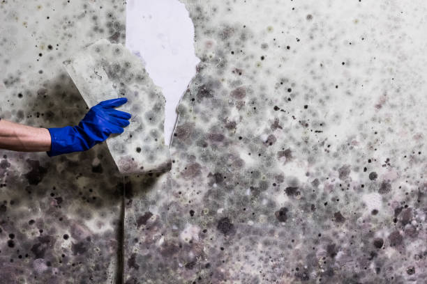 Best Certified Mold Removal  in Far Hills, NJ